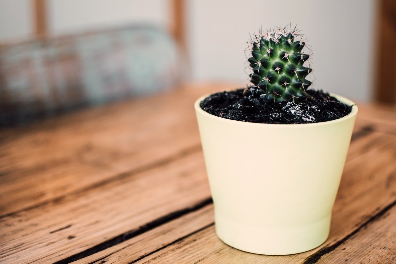 Yes, Anyone Can Become a Gardener — Even You