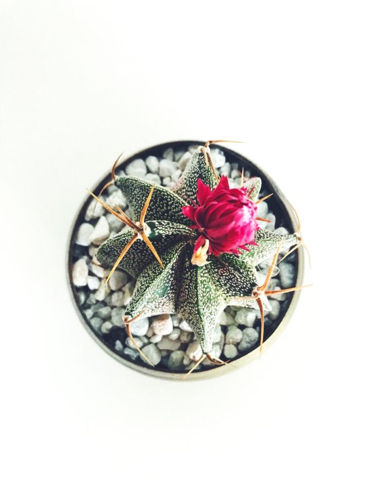 Cactus Planter